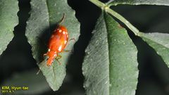 Lebidia octoguttata
