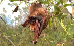 Lasiurus blossevillii