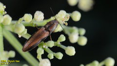 Ludioschema vittiger