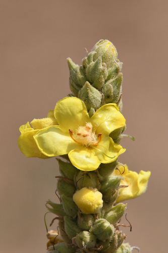 Representative image of Verbascum macrurum