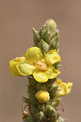 Verbascum macrurum