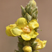 Verbascum macrurum - Photo (c) josefwirth, algunos derechos reservados (CC BY-NC), subido por josefwirth