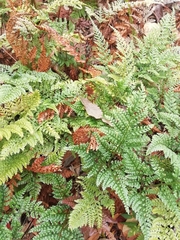 Davallia canariensis