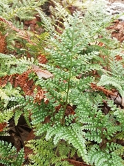 Davallia canariensis