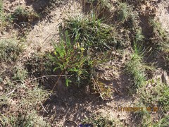 Astragalus alopecuroides