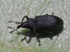 Magdalis ruficornis