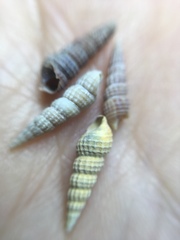 Turritella