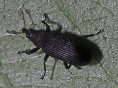 Magdalis ruficornis