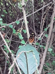 Mechanitis polymnia lycidice