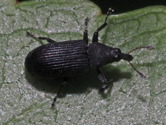 Magdalis ruficornis