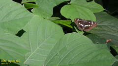 Limenitis helmanni