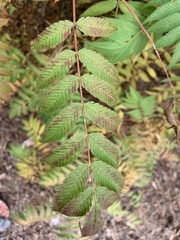 Sorbaria