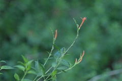 Anisacanthus quadrifidus