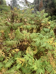 Sorbaria