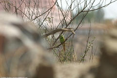 Merops viridissimus