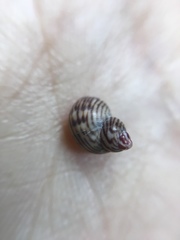 Phasianellidae
