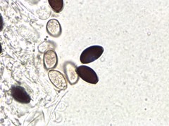 Psathyrella