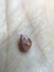 Phasianellidae