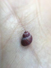 Phasianellidae
