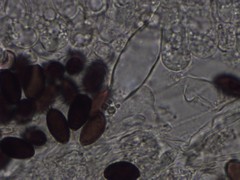 Psathyrella