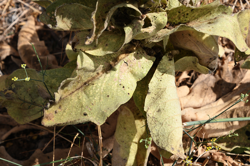 Verbascum macrurum