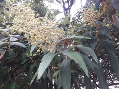 Buddleja bullata