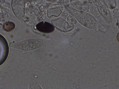 Psathyrella