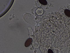 Psathyrella