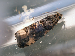 Endothenia marginana