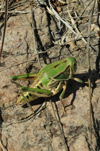 Brachystola mexicana