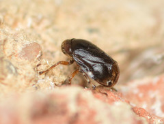 Clastoptera xanthocephala