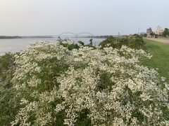Eupatorium serotinum
