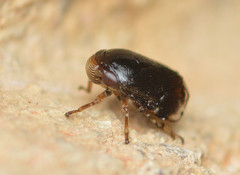 Clastoptera xanthocephala