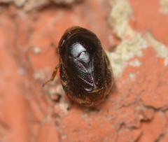 Clastoptera xanthocephala