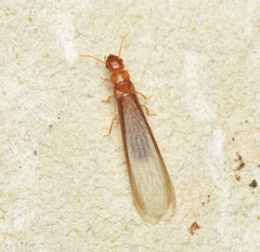 Incisitermes snyderi
