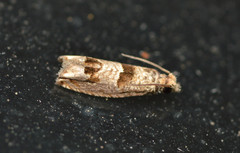 Pelochrista consobrinana