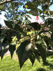 Aesculus glabra glabra