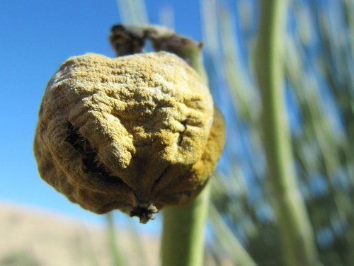 Euphorbia damarana image