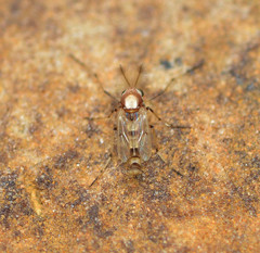 Coelotanypus tricolor