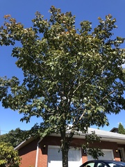 Aesculus glabra glabra