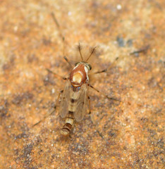 Coelotanypus tricolor