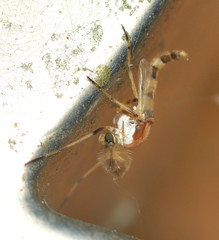 Coelotanypus tricolor