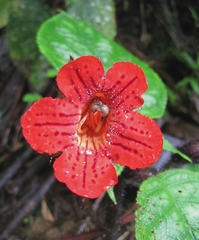 Kohleria inaequalis