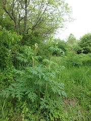 Angelica atropurpurea