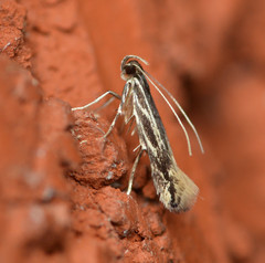 Eralea albalineella