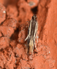 Eralea albalineella