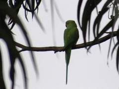 Psittacula krameri
