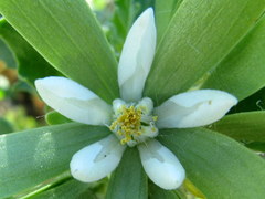 Kissenia capensis image