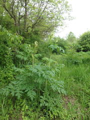 Angelica atropurpurea