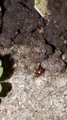 Epuraea ocularis